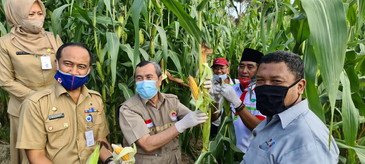Gubri Panen Jagung dikawasan Agrowisata Palas Rumbai