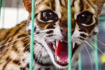 BBKSDA Riau Terima Empat Ekor Satwa Dilindungi Dari Warga Pekanbaru