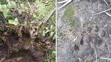 Jejak Tiga Ekor Harimau ditemukan di Wilayah Perkebunan PT KTU Siak Riau