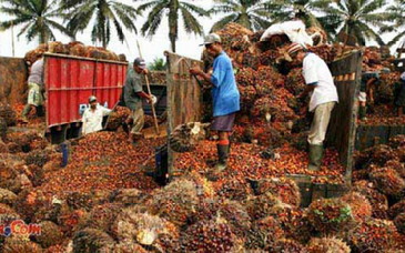 Harga CPO Bergerak Positif, TBS Sawit Riau Ikut Naik, Berikut Rinciannya