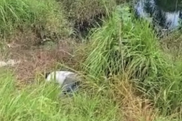 Warga Pekanbaru Temukan Mayat di tepi Jalan diduga korban Kecelakaan.