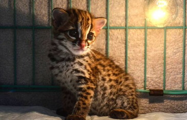 Bayi Kucing Hutan Ditemukan Warga Kemudian Diserahkan ke BBKSDA Riau