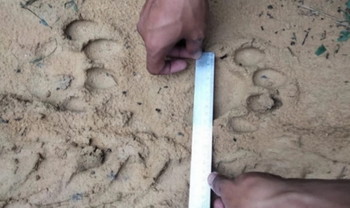 Jejak Kaki Harimau Ditemukan di Areal Konsesi Wilayah Kerumutan Pelalawan Riau