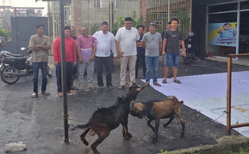 DPD Projo Riau Gelar Pemotongan Qurban di Hari Raya Idul Adha