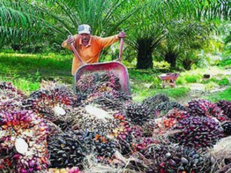 Kabar Gembira Harga TBS Sawit di Riau Naik Rp127,09 per kilogram, periode 21-27 Oktober 2020.