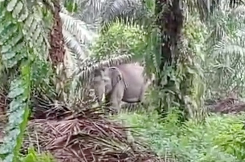 2 Ekor Gajah Liar Masuk Pemukiman Warga Pelalawan